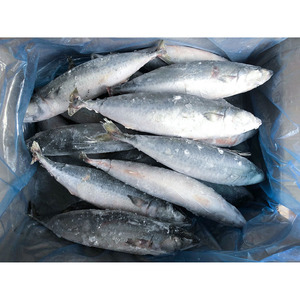 Vente en gros de <span class=keywords><strong>maquereau</strong></span> du Pacifique congelé entier (WR 300-500g) – <span class=keywords><strong>Maquereau</strong></span> japonais et espagnol – Prix usine - Product Image 3