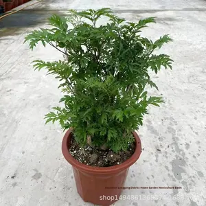 Tanaman Ficus Berdaun Halus dalam Pot untuk Ruang Tamu, Tanaman Hijau Indoor, Pohon Uang, Batang Pohon Selalu Hijau, Empat Musim, Pemurni Udara, Model Cina 050305 - Product Image 3