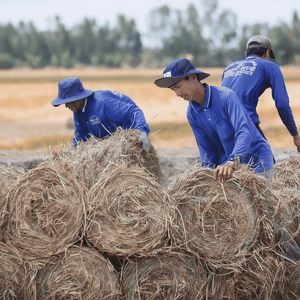 100% Nature Rouleaux de paille du Vietnam de haute qualité écologique, organique, déchets agricoles, stabilisation de la solution biodégradable - Product Image 1
