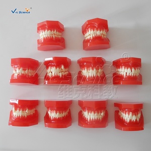 Tanden Orthodontische <span class=keywords><strong>Training</strong></span> <span class=keywords><strong>Typodont</strong></span> Model Orthodontisch Model Van Tanden Medische Wetenschap Tandheelkundige Anatomiemodel - Product Image 1