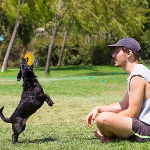 Juguete para Perros en Forma de Donut: Duradero y Resistente a Mordidas, de Caucho Natural para Limpieza Dental, para Corgis, Border Collies y Otras Razas Grandes - Product Image 6