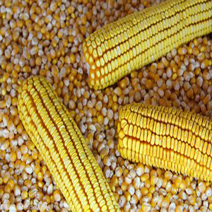 Máy sấy lúa mì nhỏ Máy sấy kiều mạch đôi thiết bị SẤY GẠO dọc - Product Image 5