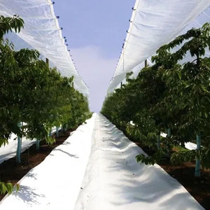 Bâche <span class=keywords><strong>agricole</strong></span> en PE renforcée sur mesure pour la protection des raisins et des cerises contre la pluie dans les vergers - Product Image 5
