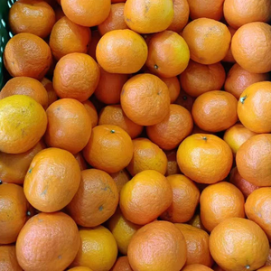 Mandarinas Frescas <span class=keywords><strong>de</strong></span> Alta Calidad, Cítricos Dulces con Sabor a Miel, Cultivadas, al Mejor Precio, Directo <span class=keywords><strong>de</strong></span> Fábrica - Product Image 5
