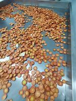 Machine à fabriquer des chips croustillantes de fruits et légumes à la technologie de friture sous vide