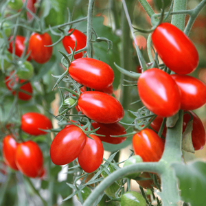 Kit di piante per piante da 13 pomodori e piante per piante da giardino con 13 pomodori - Product Image 1