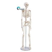Modelo de esqueleto adulto de cuerpo completo de PVC de 85cm para entrenamiento de Ciencias Médicas modelo de Anatomía de la columna vertebral