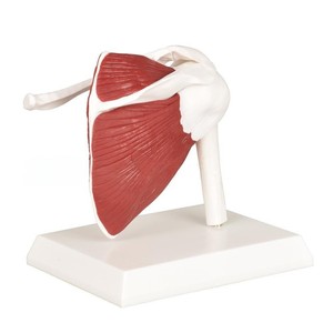 Modèle anatomique <span class=keywords><strong>de</strong></span> l'épaule à code couleur avec tissus musculaires complets, modèle pédagogique orthopédique du <span class=keywords><strong>squelette</strong></span> <span class=keywords><strong>de</strong></span> l'épaule - Product Image 2