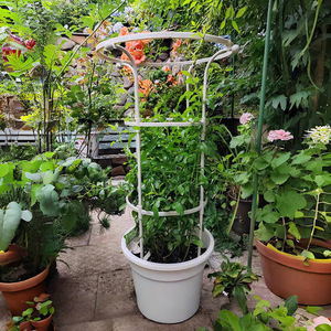 Soporte para Plantas Trepadoras de Acero Galvanizado, 215 cm, 180 cm, 145 cm, 110 cm, Estilo Simple, para Jardín - Product Image 5