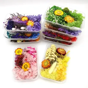 Sıcak satış DIY kurutulmuş preslenmiş çiçekler doğal kurutulmuş çiçek çoklu doğal gerçek Mini el sanatları renkli el yapımı bitkiler