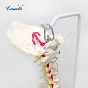 Modèle naturel de l'os occipital et des points d'origine et d'insertion des muscles pelviens des ceintures de la moelle épinière plus grande. - Product Image 3