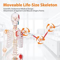 Squelette médical humain adulte 180 cm avec points de départ et d'arrivée des muscles et marquages des ligaments numérotés CE/ISO