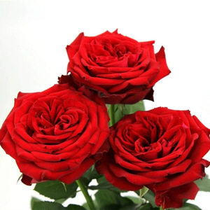 Vente en gros directe Lot de roses fraîches coupées du Yunnan Base de fleurs pour mariage pour achat en groupe chez Stall - Product Image 6