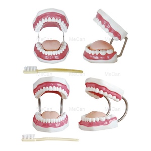 <strong>Dental</strong> Orthodontic Typodont Model Teeth Educational <strong>Dental</strong> Study Model - Product Image 1