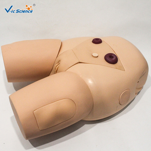 Modèle de cathéter pour organes génitaux féminins adultes avec vessie et urètre pour ressources pédagogiques en santé et formation CE ISO ROHS CNAS - Product Image 5