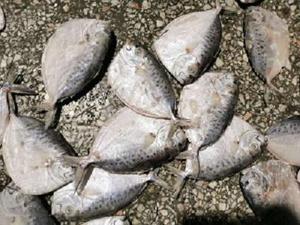 Mặt Trăng Hình Dạng Nylon Iqf Toàn Bộ <span class=keywords><strong>Moonfish</strong></span> Biển Đông Lạnh Cá Trong Hộp Toàn Bộ Đông Lạnh <span class=keywords><strong>Moonfish</strong></span> Cho Câu Cá Trong Hộp Bao Bì - Product Image 3