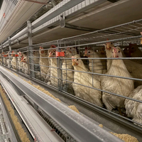 Cages à poulets automatiques galvanisées à chaud équipement de cage à poules pondeuses de type H pour ferme moderne personnalisation du support du poulailler
