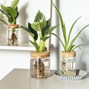 Stations de propagation, terrarium pour plantes avec couvercle et support en bois, vase à fleurs en verre pour bureau, décoration intérieure, cadeaux - Product Image 4
