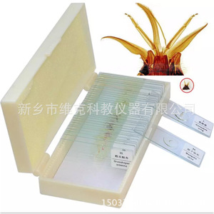 Sección transversal de una cola de rata (mostrando varios tejidos); muestras de secciones de animales mamíferos y plantas; equipo de microscopio. - Product Image 4