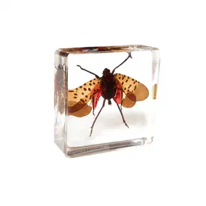 Insect Taxidermie Clear Resin Souvenir Geschenken Cicade Ingebed Blok Voor Collection