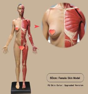 Modello in Gesso di Anatomia Umana da 60cm, Scheletro Muscolare Maschile e Femminile, 3 Stili, Modello di Riferimento per Artisti e Insegnanti - Product Image 2