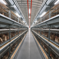 Cage à poulets moderne en acier galvanisé de type H, robuste, pour l'élevage en ferme, 6 niveaux, alimentation automatique, capacité 75000 poules, Algérie, Alger, qianmu