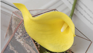 Jaune pur