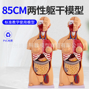 Modelo de torso hermafrodita de 85 cm, sistema reproductor intercambiable, 40 piezas desmontables, modelo de anatomía de órganos internos humanos. - Product Image 2