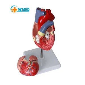 Öğretim kaynakları büyütme 2x kalp anatomisi modeli ile İnsan kalp modeli sol ve sağ kalp kulak bilimsel anatomi modeli