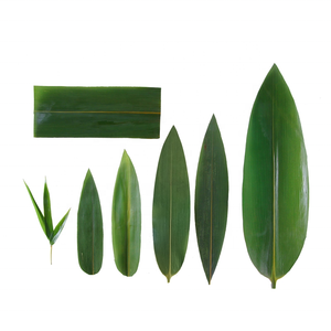 Foglie <span class=keywords><strong>di</strong></span> Bambù Fresche Naturali per Sushi all'Ingrosso - Product Image 1