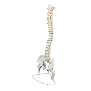 Modelo de <span class=keywords><strong>Columna</strong></span> Vertebral Humana a Escala Real 1:1 con Pelvis, Fémur, Nervio y Vasos Sanguíneos, Flexible, Anatómico, para Enseñanza y Exhibición - Product Image 2