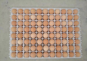 Incubadora de Aves de Corral de Gran Capacidad HJ-IH6336, con Capacidad para 6000 Huevos de Gallina - Product Image 6