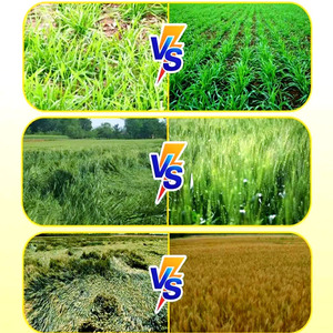 Proveedor profesional. <span class=keywords><strong>Herbicida</strong></span> <span class=keywords><strong>para</strong></span> <span class=keywords><strong>malas</strong></span> <span class=keywords><strong>hierbas</strong></span> anuales de hoja ancha en campos de remolacha azucarera. COA y MSDS disponibles - Product Image 4