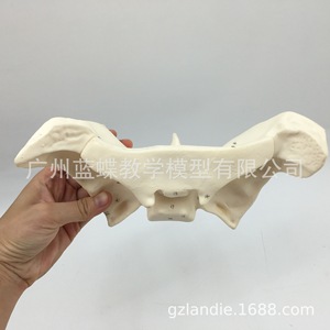 Modelo de ampliación de hueso esfenoidal, modelo de hueso esfenoidal humano, modelo didáctico de hueso esfenoidal con ampliación 3x, hueso esfenoidal - Product Image 3