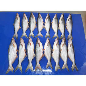 Super Whole Round Pangasius Fish Vida útil 24 meses de Vietnam Frozen Basa Fish Wholesale - Product Image 4