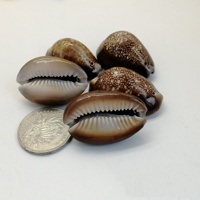 Vente flash Coquillages de cauris polis Coquillages de cauris naturels pour l'artisanat DIY