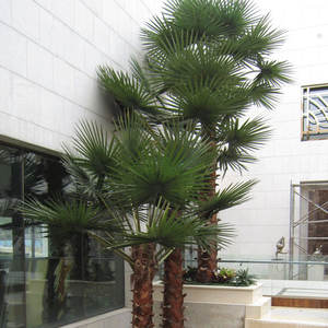 Hohe Simulation Große gefälschte Blätter Pflanzen im Freien Große künstliche Palmen Fuax Baum Garten Küsten dekor - Product Image 4