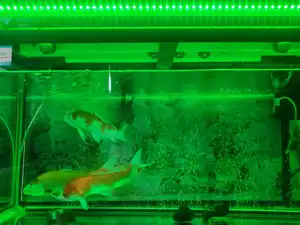 LED 18W IP68 مصنع الحوض ضوء عكس الضوء 7 ألوان الطيف الكامل للأسماك تركيب المصابيح لمصنع المياه العذبة (30 سنتيمتر)