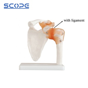 <span class=keywords><strong>Esqueleto</strong></span> <span class=keywords><strong>humano</strong></span> de tamaño real, ligamento articular del <span class=keywords><strong>hombro</strong></span>, modelo anatómico del <span class=keywords><strong>esqueleto</strong></span> de la articulación del <span class=keywords><strong>hombro</strong></span> - Product Image 3