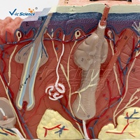 Modelo Anatómico 3D de la Estructura de la Piel Humana, Modelo de Enseñanza de las Capas de la Piel, Modelo Anatómico de PVC para la Enseñanza Médica