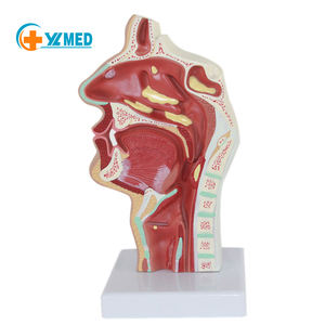 शरीर रचना विज्ञान मॉडल की नाक गुहा के शिक्षण मॉडल Otorhinolaryngology पैथोलॉजी मॉडल की नाक गुहा नाक मुंह की संरचना - Product Image 1