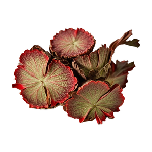 Fabrika doğrudan satıyor <span class=keywords><strong>Rhodiola</strong></span> <span class=keywords><strong>rosea</strong></span> gül kök ekstresi yüksek saflıkta <span class=keywords><strong>Rhodiola</strong></span> <span class=keywords><strong>Rosea</strong></span> özü - Product Image 4