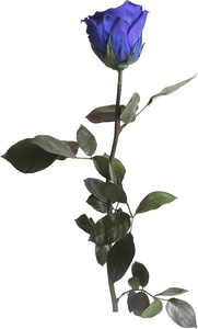 AYOYO Rosa Eterna Blu, Rose Vere Conservate con Stelo Lungo 30-35cm in Confezione <span class=keywords><strong>Regalo</strong></span> per Donne, <span class=keywords><strong>Regalo</strong></span> di <span class=keywords><strong>San</strong></span> <span class=keywords><strong>Valentino</strong></span> 2026 - Product Image 4