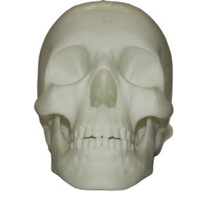 Impression 3D OEM Service Résine Blanche Résine Transparente Modèle d'Information Médicale Modèle de Pieds de Crâne avec Aller au Point de Support - Product Image 5