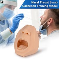 Modelo de Entrenamiento para Pruebas de Toma de Muestras de Garganta, Simulador de Recolección de Muestras, Muestra de Saliva Oral, Acupuntura