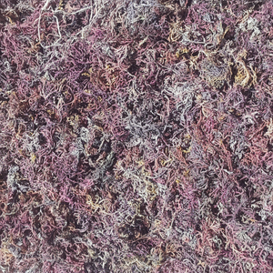 Musgo Marino Seco Crudo Eucheuma Cottonii, Alga Irlandesa, Dorado Púrpura, Orgánico, Silvestre, Spinosum, Vietnam, Exportación a Granel - Product Image 1