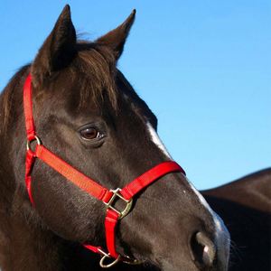 Giubbotto di salvataggio ad alta produttività rosa personalizzato in pelle pazza testa di cavallo - Product Image 6