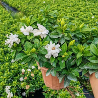 Natürliche Lebende Gardenia Jasminoides für Esstisch Wohnzimmer Heimdekoration Echte Blumen Kap-Jasmin Gartenbaupflanze Großhandel