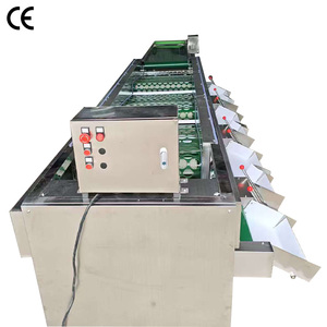 Machine de tri et de calibrage pour avocats, tomates, pommes, mangues, melons, pommes de terre et kakis - Product Image 2