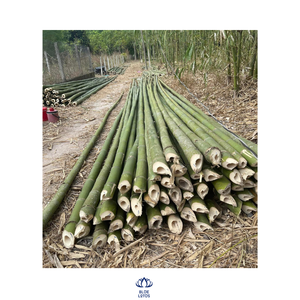 Varas de Bambú MIEON de 50-100 cm/1-4 m de BLUE LOTUS FARM, Ciudad de Ho Chi Minh, Venta al por Mayor - Product Image 1